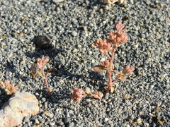 Polycarpon tetraphyllum