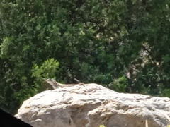 Sceloporus spinosus