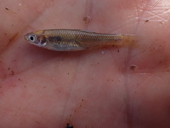 Cyprinella lutrensis