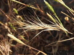 Bromus rubens