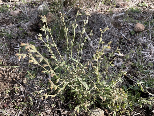 Salvia reflexa iNat (2)