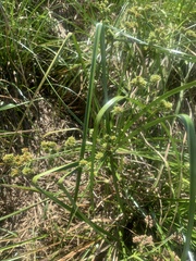Cyperus virens