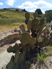 Opuntia streptacantha