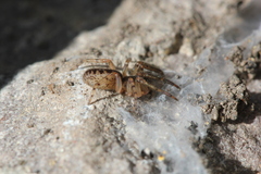 Segestria senoculata
