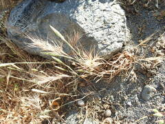 Bromus rubens
