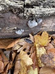 Auricularia polytricha