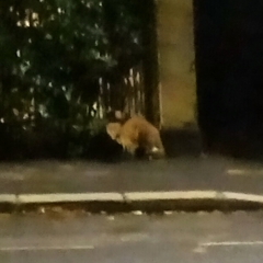 Vulpes vulpes crucigera