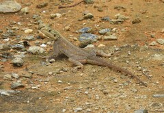 Agama picticauda