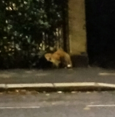 Vulpes vulpes crucigera