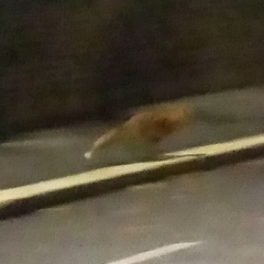 Vulpes vulpes crucigera