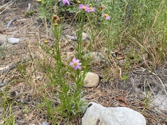 Coreopsis rosea