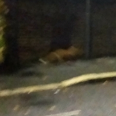 Vulpes vulpes crucigera