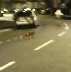 Vulpes vulpes crucigera