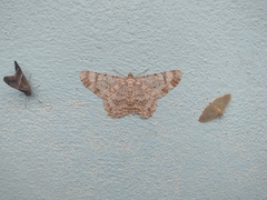 Epimecis