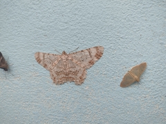 Epimecis