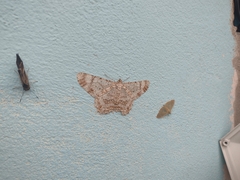 Epimecis