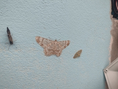 Epimecis