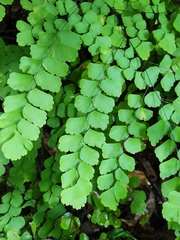 Adiantum amplum
