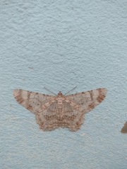 Epimecis