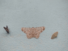 Epimecis