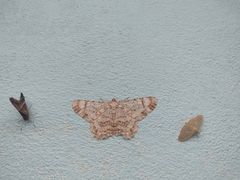 Epimecis