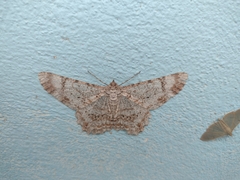 Epimecis