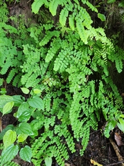 Adiantum amplum