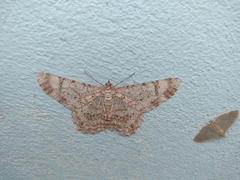 Epimecis