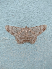 Epimecis