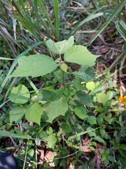 Triumfetta rhomboidea