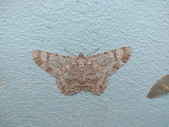 Epimecis