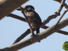 Hypnelus ruficollis