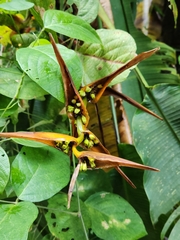 Heliconia latispatha