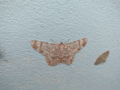 Epimecis