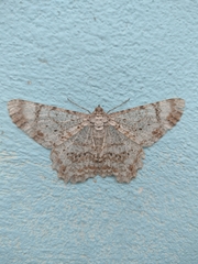 Epimecis