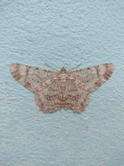 Epimecis