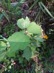 Triumfetta rhomboidea