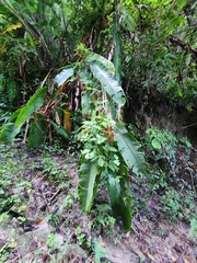 Heliconia latispatha