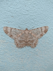 Epimecis