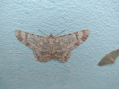 Epimecis