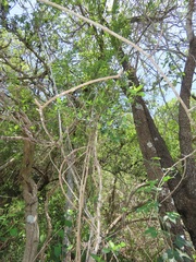 Strophanthus gerrardii