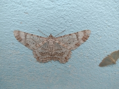 Epimecis