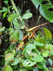Heliconia latispatha