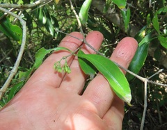 Tricalysia capensis