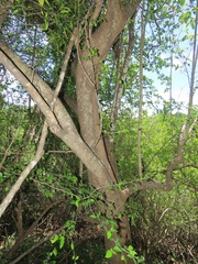 Strophanthus gerrardii
