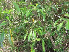 Tricalysia capensis