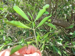 Tricalysia capensis