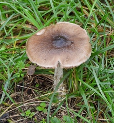 Melanoleuca melaleuca