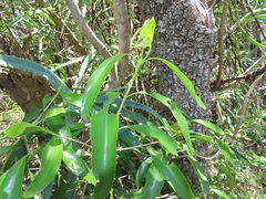 Tricalysia capensis
