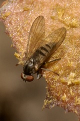 Platypezidae